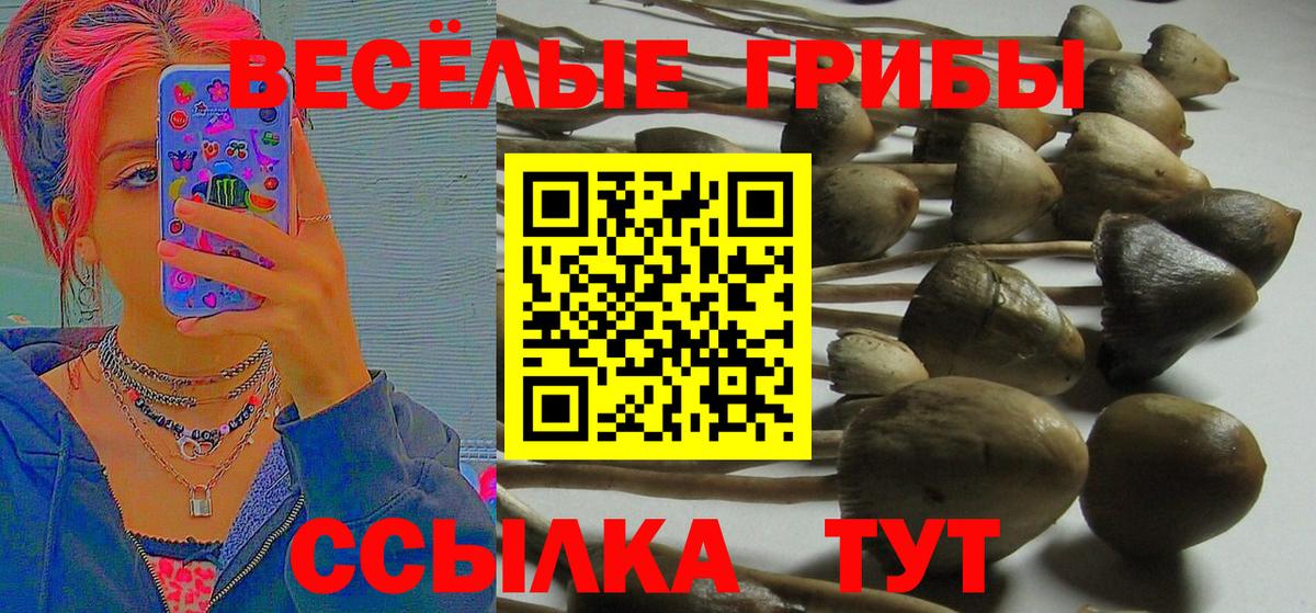 Псилоцибиновые грибы GOLDEN TEACHER  Галлюциногенные грибы GOLDEN TEACHER  Вход с VPN  Ефремов 
